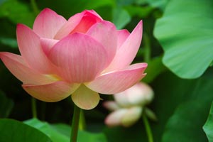 lotus flower